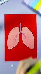 Let's Learn How Our Lungs Work! ✨ #craft #learning