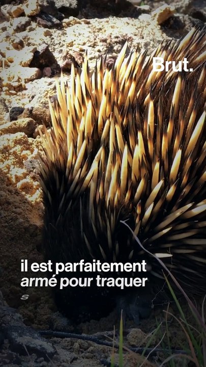 L'échidné, le surprenant animal d'Océanie