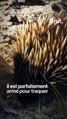L'échidné, le surprenant animal d'Océanie