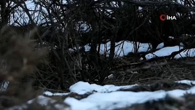 Doğanın hayaleti ortaya çıktı! İlk kez bu kadar net görüntülendi