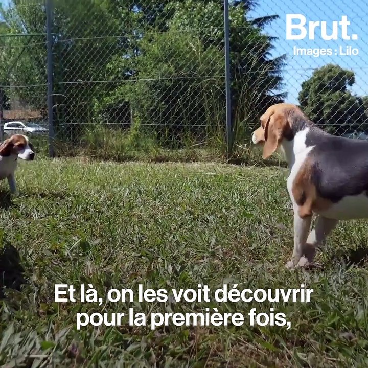 Des chiens de laboratoire libérés grâce à l'association Le Graal