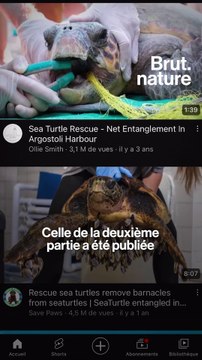 La vérité derrière la vidéo virale du requin qui sauve une tortue