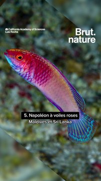 Les nouvelles espèces identifiées en 2022