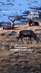 L'impact du manque de neige sur les animaux de la montagne
