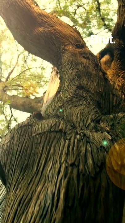 Réchauffement climatique : pourquoi les arbres sont essentiels ?