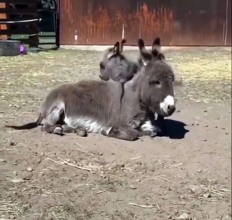little cuties