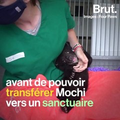 Cet ourson a échappé de justesse au trafic illégal