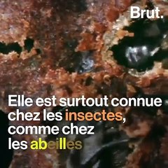 La parthénogenèse chez les animaux