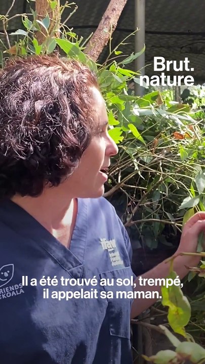 Comment vont les koalas 2 ans après les incendies en Australie