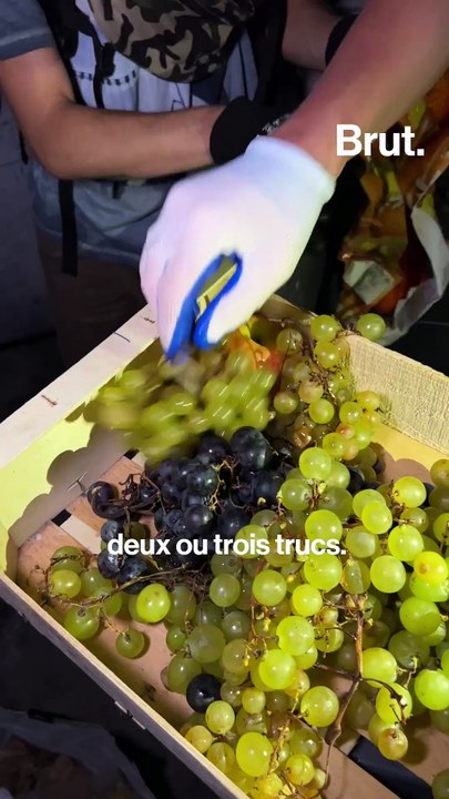 À Grenoble, ils fouillent les poubelles des commerces