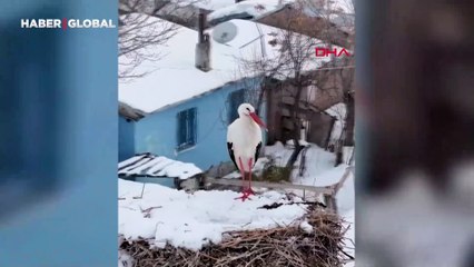 Yer Erzincan: Köyün müdavimi leylekler