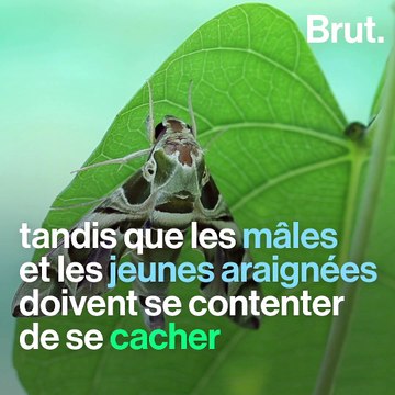 Comment les araignées bolas chassent-elles ?