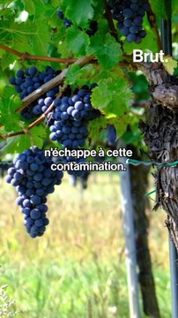 Les trois quarts des sols français contaminés par des microplastiques