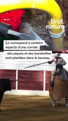 La corrida bientôt interdite en France ?