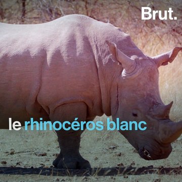 Rhinocéros blancs : un siècle d'efforts de protection