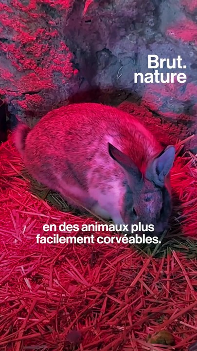 Comment on domestique un animal