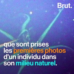 Le calamar géant : une créature insaisissable