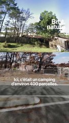 Nos forêts, avant et après les grands feux