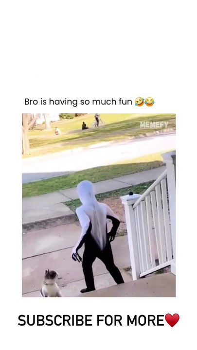 Even the cat was confused 😂