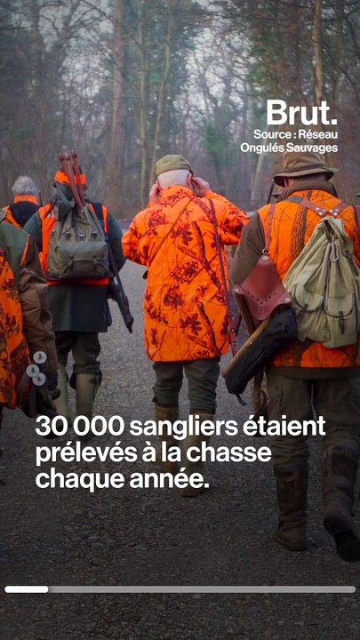 Sangliers : la reprise de la chasse relance le débat entre chasseurs, défenseurs des animaux et agriculteurs