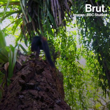 Le rôle des pères chez les primates