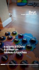 Bunny est une chienne qui parle