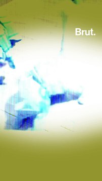 Les dangers de l'obésité chez les chats