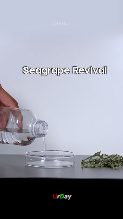 Seagrape Revival close up _macro _urday _satisfying