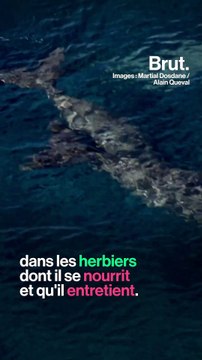 En Nouvelle-Calédonie, le WWF se mobilise pour sauver le dugong