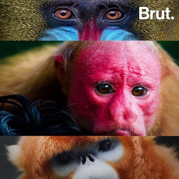 3 singes aux couleurs étonnantes