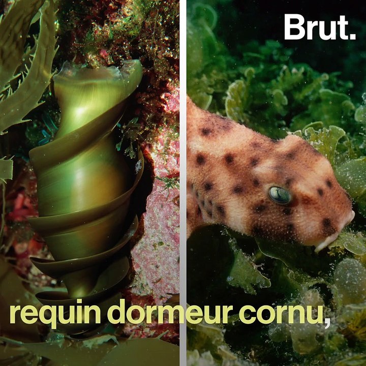 Certains requins pondent des œufs