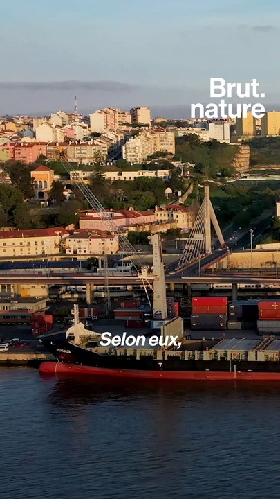 Pourquoi les attaques d'orques contre les bateaux se multiplient