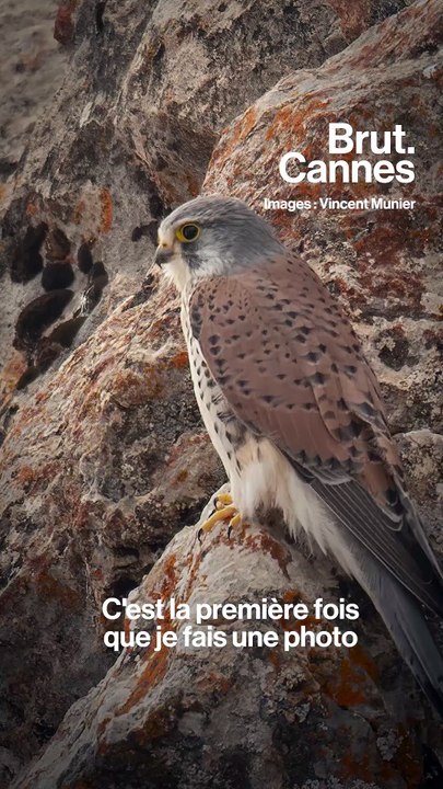 Vincent Munier raconte l'histoire de sa photo de panthère