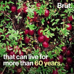 Intensive production of cranberries is harming the environment