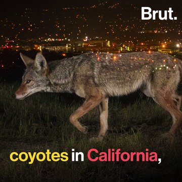 Mammals are becoming increasingly nocturnal all over the world