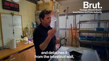 Using mayonnaise to save sea turtles