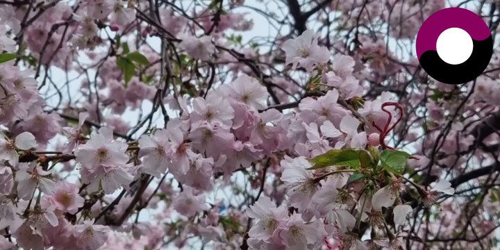 3 Central London spots to see Cherry Blossoms this Spring