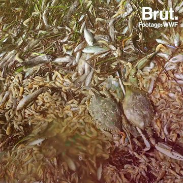 Spain: Thousands of suffocated fish washed up