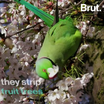 Thousands of ring-necked parakeets are living wild in the Netherlands