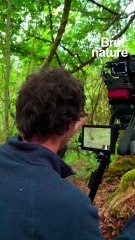 Sur les traces du blaireau, le petit ours de nos campagnes