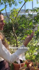 Les bienfaits du bleuet