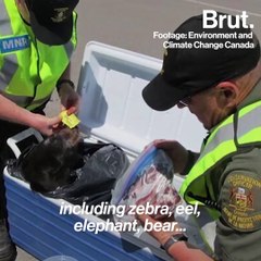 Operation Thunderstorm seizes tons of live animals