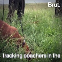 In Kenya, dogs are trained to spot poachers