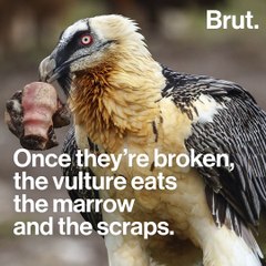 The bearded vulture plays a crucial sanitary role