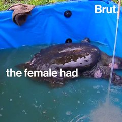 This Yangtze giant softshell turtle has just died