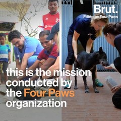 Stray animals cared for on Silk Island