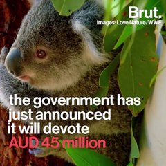 Australian koalas under threat