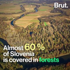 The Slovenian brown bear population is growing constantly