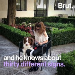 This Aussie Pup Understands Sign Language