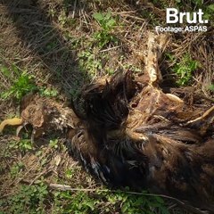 The living conditions of birds that are raised to be hunted